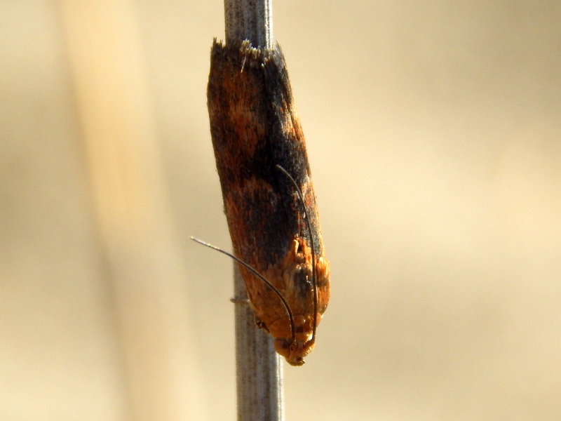 Crambidae (?) da ID - Pterothrixidia rufella